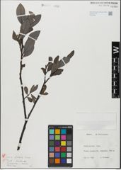 Foto von Salix glabra Scop.